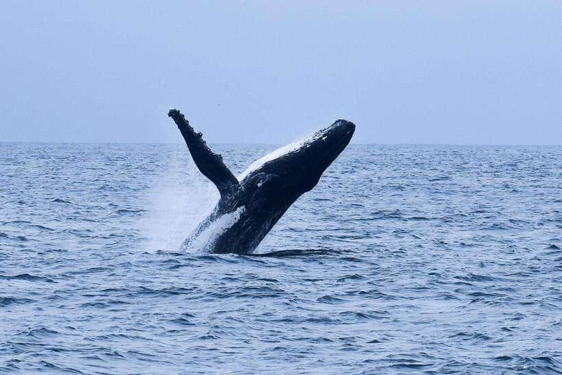 Mirissa: Whale & dolphin Watching Boat Tour with Breakfast - Leaving Mirissa Harbour at 7:00 a.m.