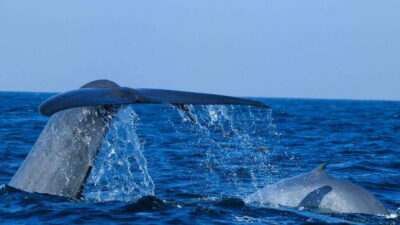 Mirissa: Whale & dolphin Watching Boat Tour with Breakfast