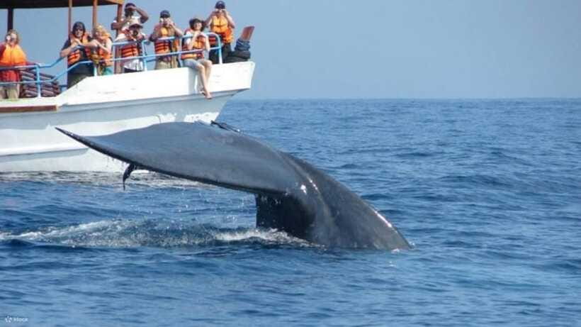 Mirissa: Whale & dolphin Watching Boat Tour with Breakfast - Who will enjoy this trip most