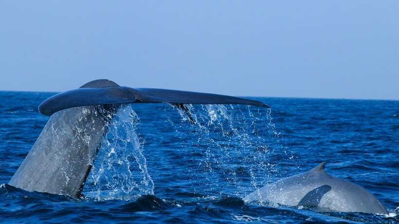 Mirissa: Whale & dolphin Watching Boat Tour with Breakfast - Should you book the Mirissa whale watching tour?