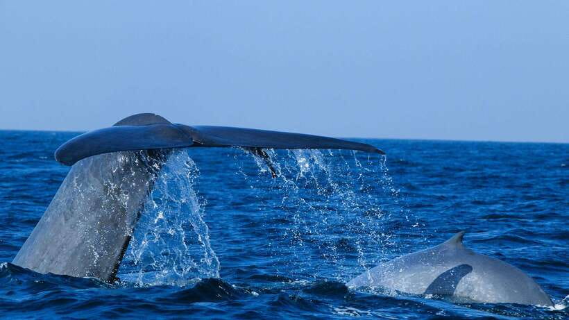 Mirissa: Whale & dolphin Watching Boat Tour with Breakfast - Breakfast on the open sea