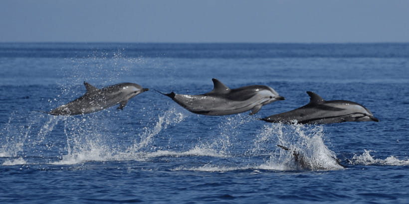 Mirissa: Whale & Dolphin Watching Cruise with Breakfast - Starting before sunrise in Mirissa