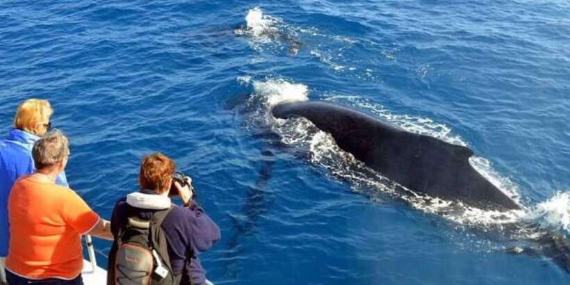 Mirissa: Whale & Dolphin Watching Cruise with Breakfast - What you might see in the Indian Ocean