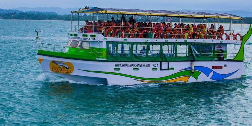 Mirissa: Whale & Dolphin Watching Cruise with Breakfast - Who will enjoy this cruise most