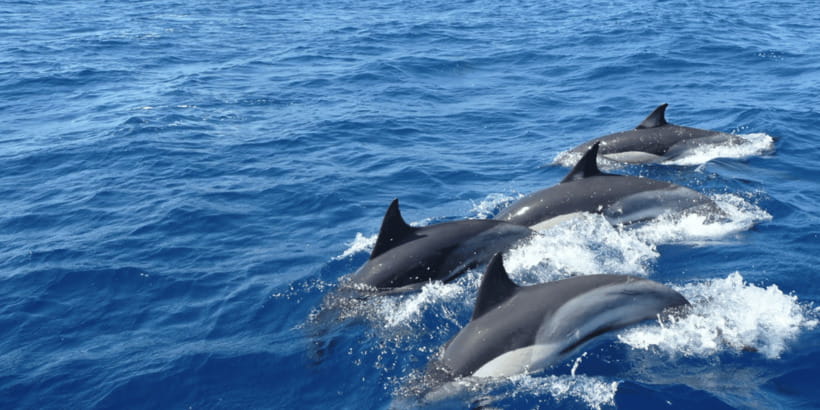 Mirissa: Whale & Dolphin Watching Cruise with Breakfast - Leaving Mirissa Fishery Harbour at 7:00