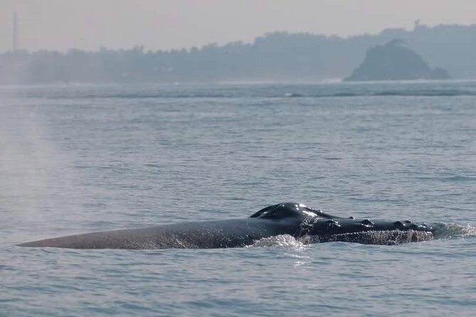 Mirissa Whale & Dolphin Watching Cruise with Geeth’s Crew - Understanding the $29.45 price
