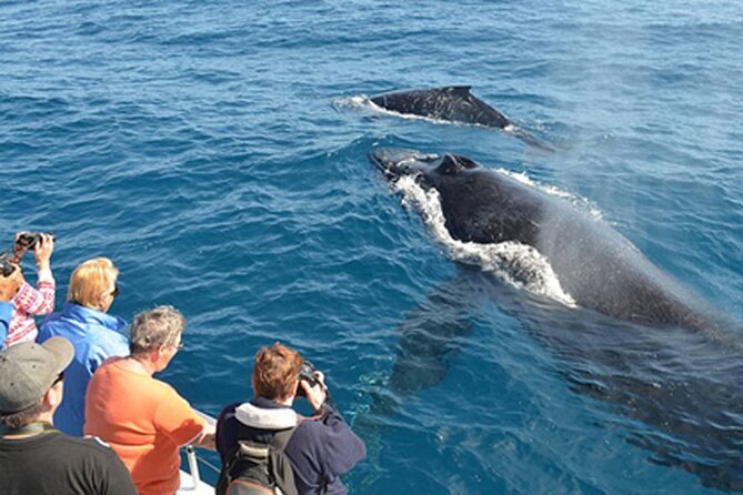 Mirissa Whale & Dolphin Watching Cruise with Geeth’s Crew - Who will enjoy this morning at sea