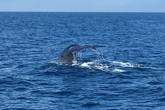 Mirissa Whale & Dolphin Watching Cruise with Geeth’s Crew - Weather, cancellation, and the fine print