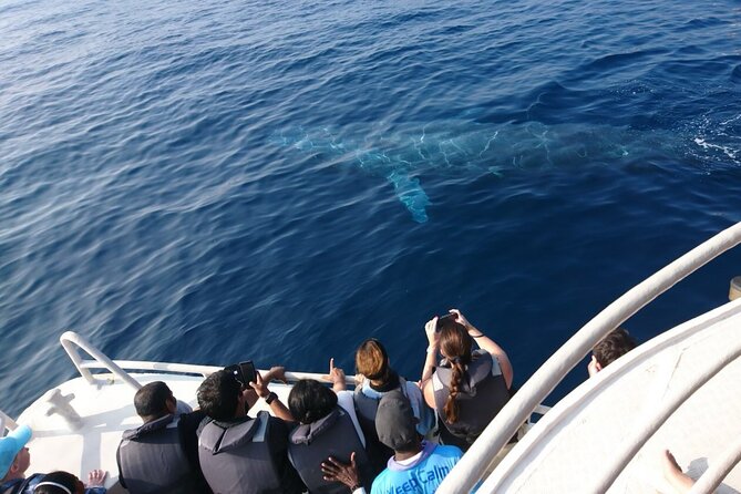 Mirissa Whale & Dolphin Watching Cruise with Geeth’s Crew - What the whale sightings may be like
