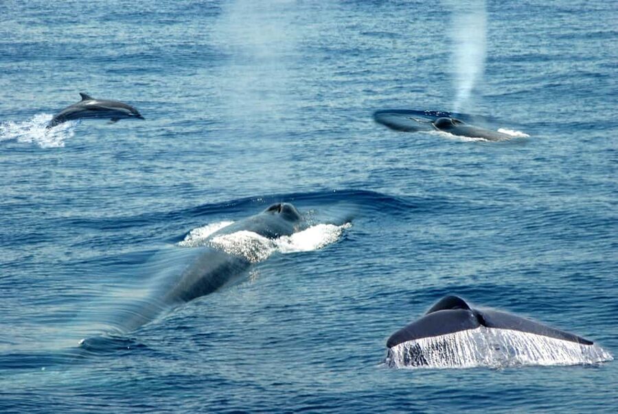 Mirissa: Whale & Dolphin Watching Trip with Private Transfer - Mirissa Fisheries Harbour and the shared boat