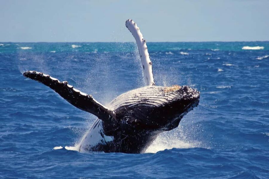 Mirissa: Whale & Dolphin Watching Trip with Private Transfer - Breakfast above the Indian Ocean