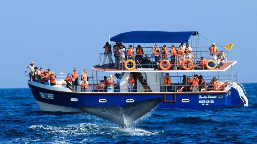Mirissa: Whale & Dolphin Watching Trip with Private Transfer - Searching for blue whales and dolphins