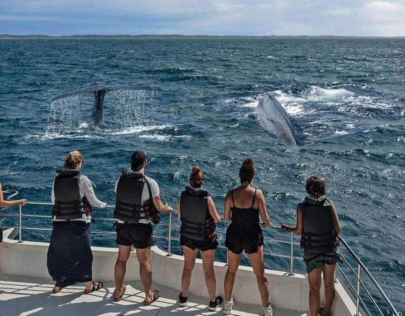 Mirissa: Whale Watching Cruise - What the Mirissa whale cruise is really like
