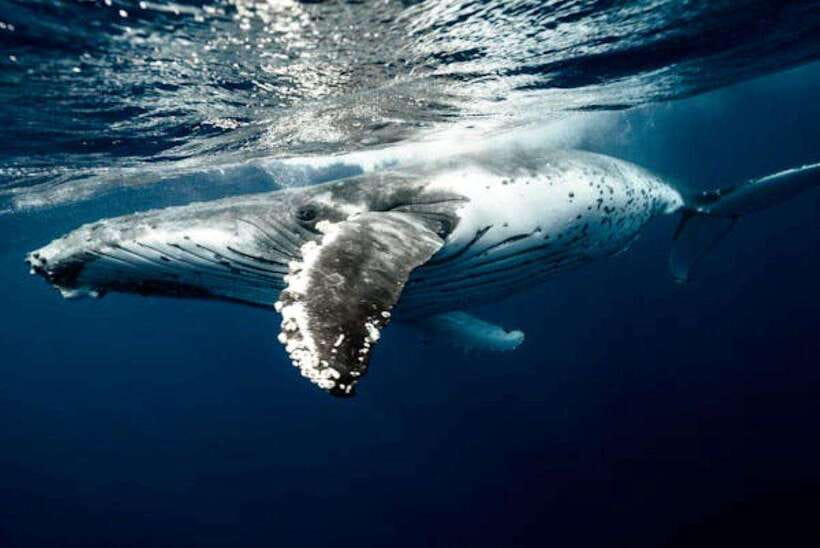 Mirissa: Whale Watching Cruise - Why November to April matters