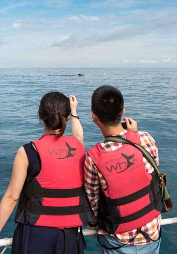 Mirissa: Whale Watching Cruise - The whales and dolphins you might see