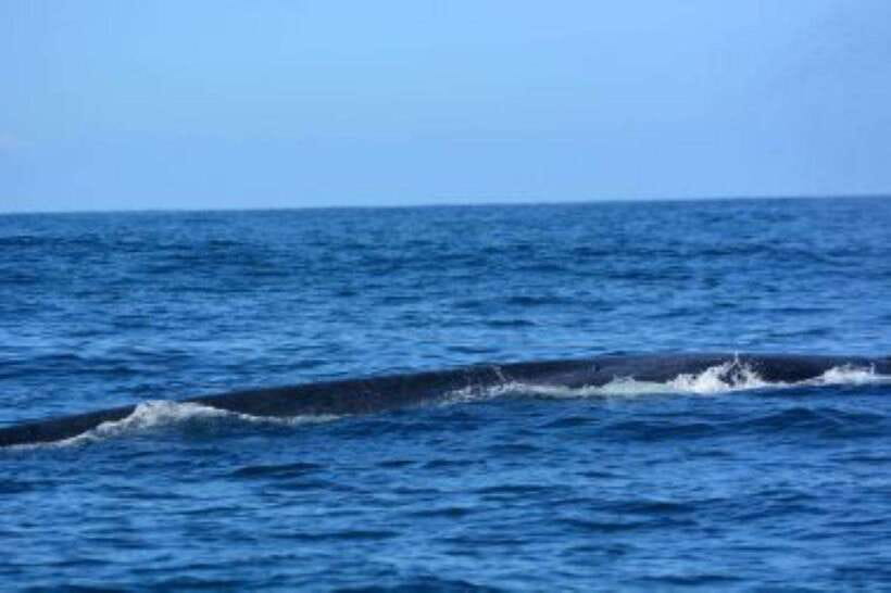 Mirissa: Whale Watching Cruise - Snorkeling is a possible extra, not part of the price