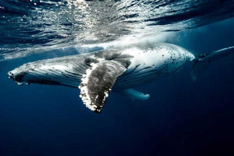 Mirissa: Whale Watching Cruise - Who should think twice before booking