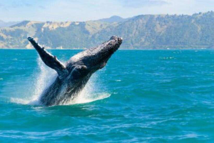 Mirissa: Whale Watching Cruise - Pickup in Mirissa and the start of the day