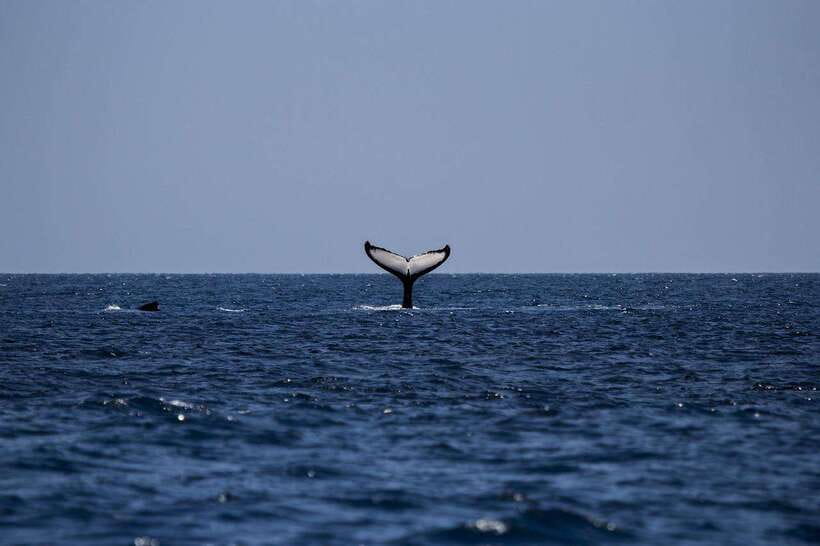 Mirissa: Whale Watching, Snorkeling, and Coconut Hill Tour - Key points to know before booking