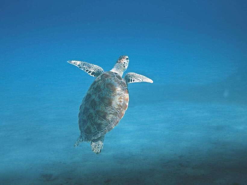 Mirissa: Whale Watching, Snorkeling, and Coconut Hill Tour - Two hours snorkeling with turtles