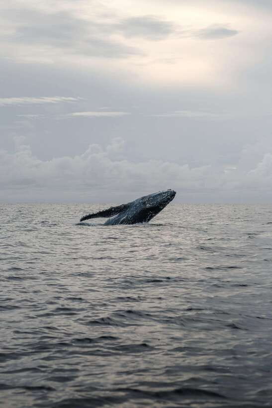 Mirissa: Whale Watching, Snorkeling, and Coconut Hill Tour - What to pack for the 10-hour outing