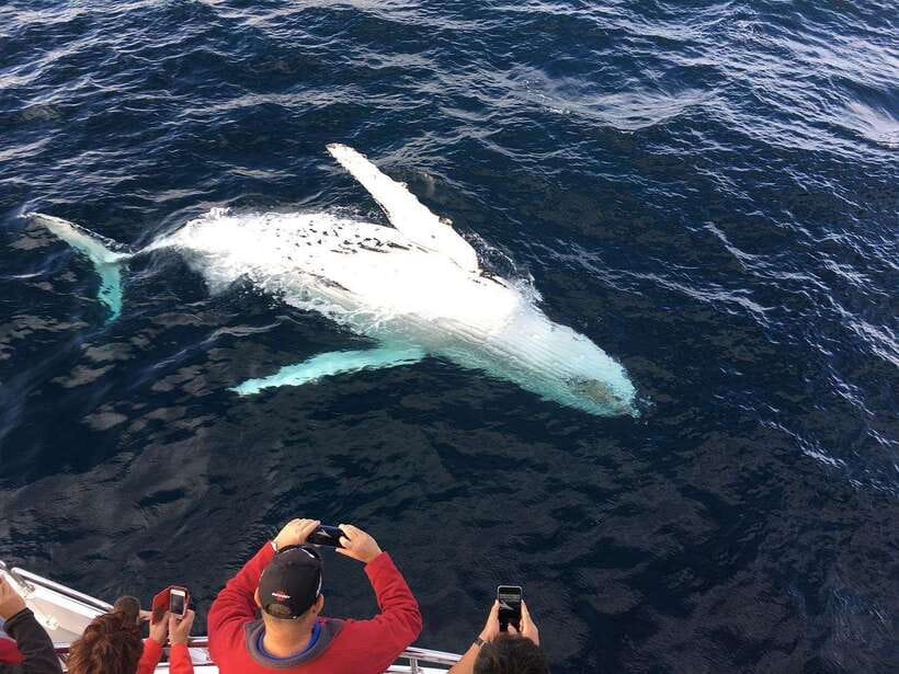 Mirissa: Whale Watching, Snorkeling, and Coconut Hill Tour - Four hours watching for whales and dolphins