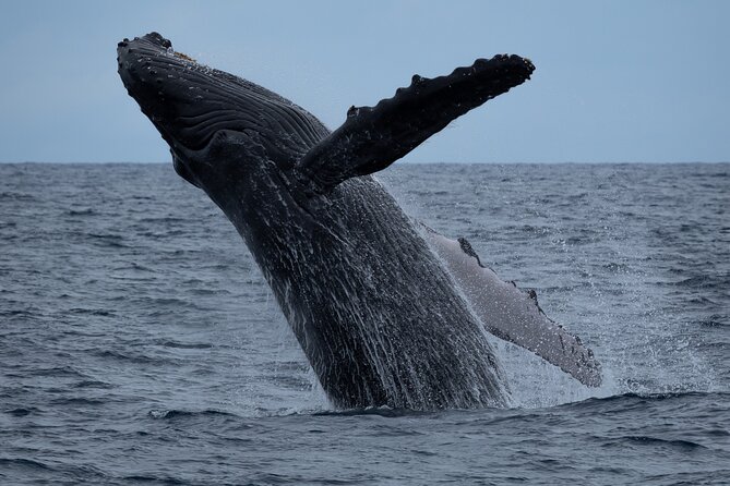 Moana’s Waikīkī Whale Watching Exploration - Key points to know before you book