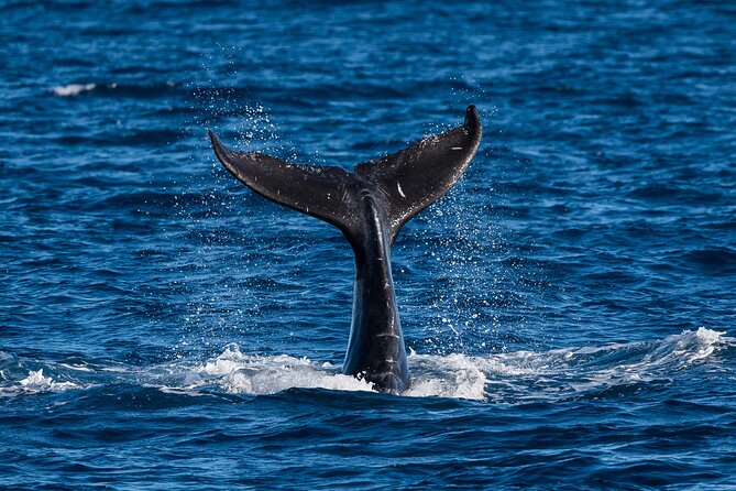 Moana’s Waikīkī Whale Watching Exploration - Setting out from Kewalo Basin Harbor