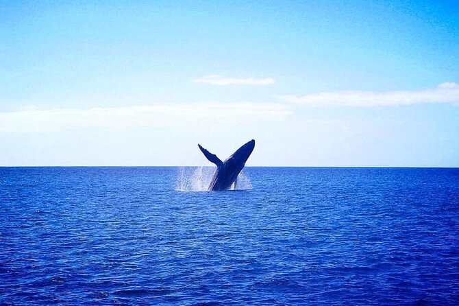 Moana’s Waikīkī Whale Watching Exploration - Wildlife beyond the whales