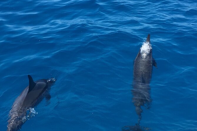 Moana’s Waikīkī Whale Watching Exploration - How the crew shapes the experience