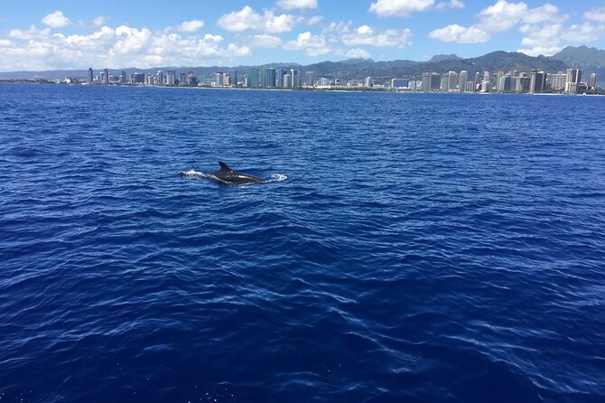 Moana’s Waikīkī Whale Watching Exploration - What the $154.99 price really buys you