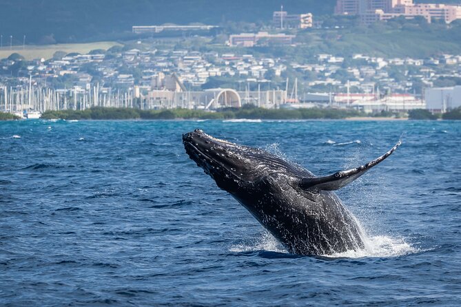 Moana’s Waikīkī Whale Watching Exploration - Who will enjoy this cruise most