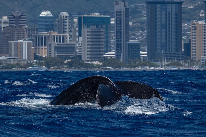 Moana’s Waikīkī Whale Watching Exploration - The catamaran ride along Oʻahu’s south shore
