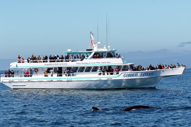 Monterey Bay Whale Watching - Why Moss Landing Is the Smart Departure Point