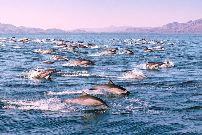 Monterey Bay Whale Watching - Cancellations and Timing Matter