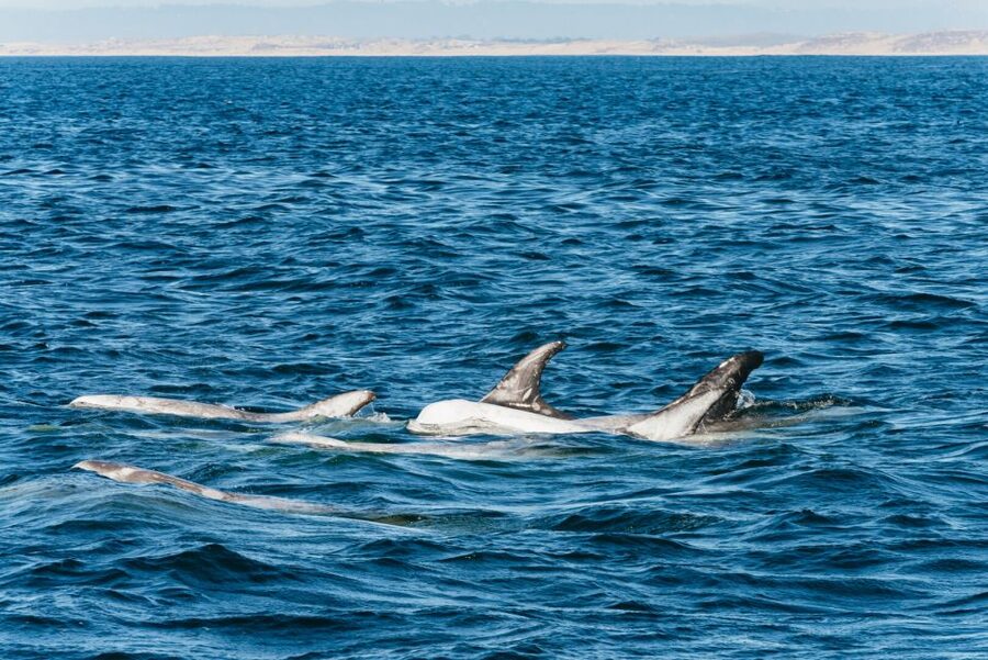 Monterey Bay: Whale Watching Tour - Key points to know before you sail