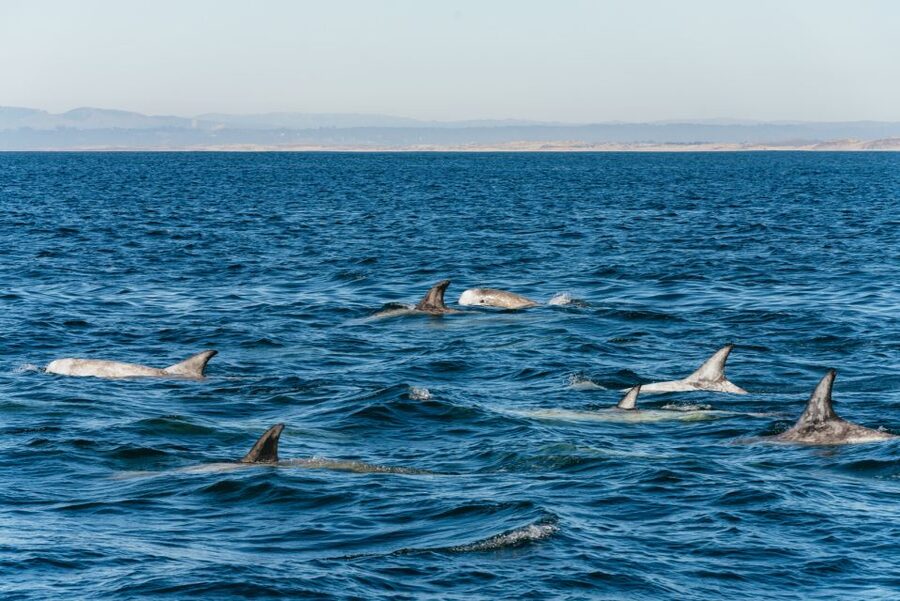 Monterey Bay: Whale Watching Tour - What you may see in summer and fall