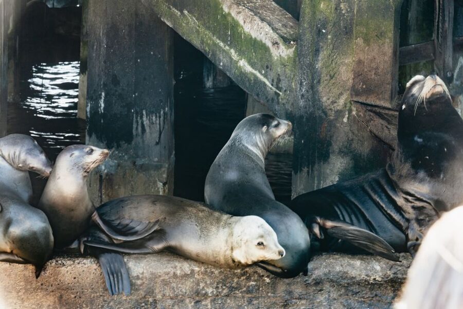 Monterey Bay: Whale Watching Tour - What changes during the winter migration