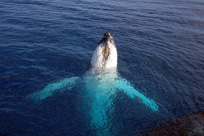Monterey Bay Whale Watching - Humpbacks, Orcas, and the Rest of the Bay