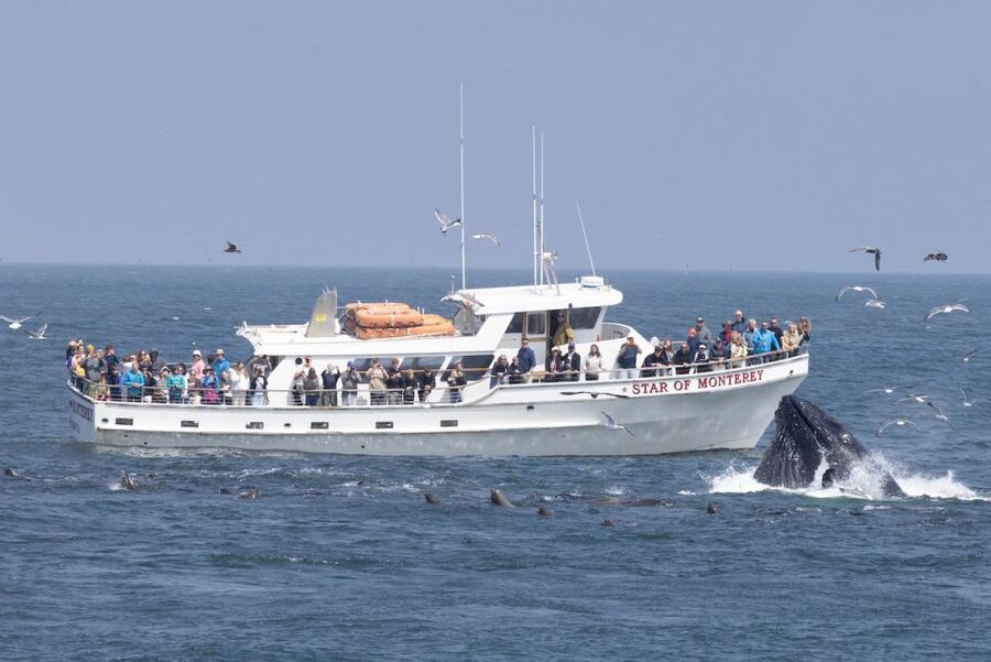 Monterey: Monterey Bay Dolphin and Whale Watching Boat Tour - Searching the open water for whales