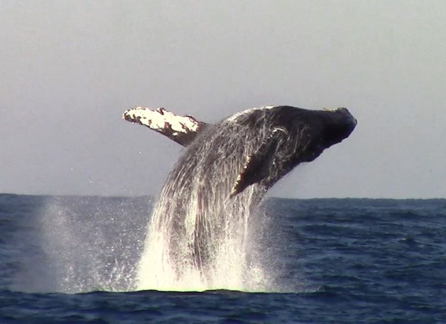 Monterey: Monterey Bay Dolphin and Whale Watching Boat Tour - Dolphins, sea lions, and the busy feeding zones