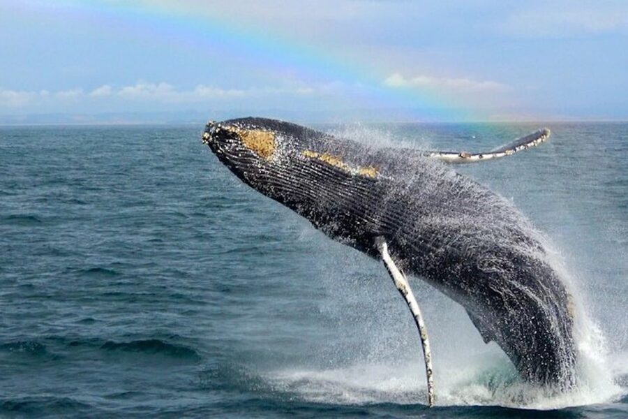 Monterey: Monterey Bay Dolphin and Whale Watching Boat Tour - The boat, views, and comfort level