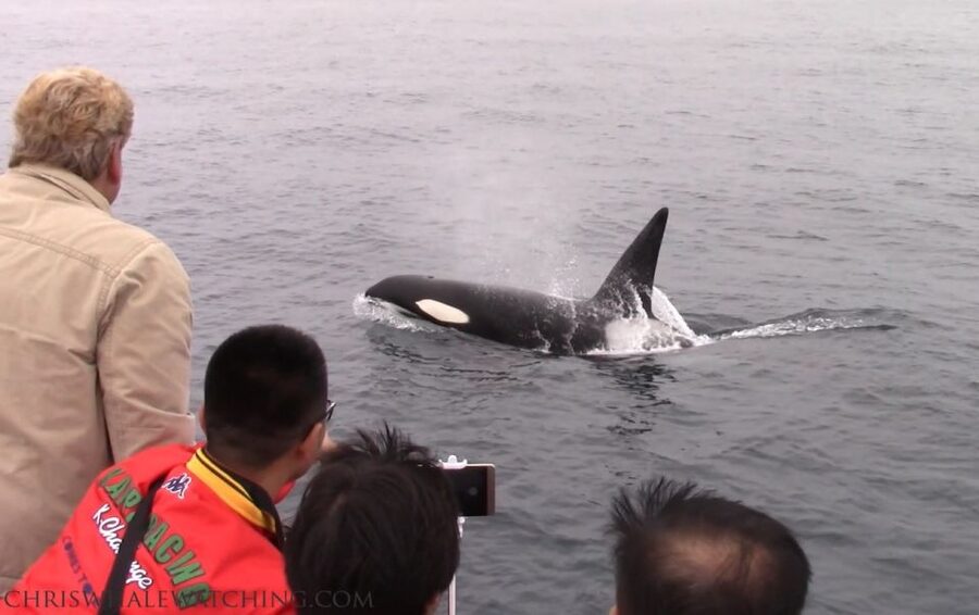 Monterey: Monterey Bay Dolphin and Whale Watching Boat Tour - Is three hours the right length?