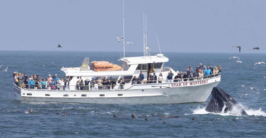 Monterey: Monterey Bay Dolphin and Whale Watching Boat Tour - The first wildlife: otters, seals, and seabirds