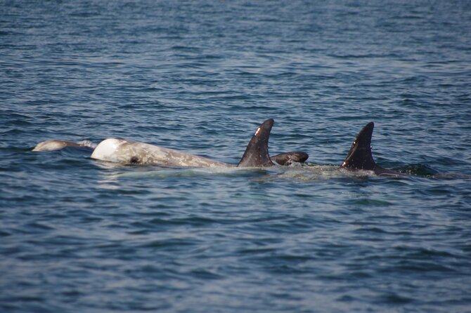 Monterey Private 3 - 4 Hour Whale Watching Cruise - Looking for humpback whales in Monterey Bay