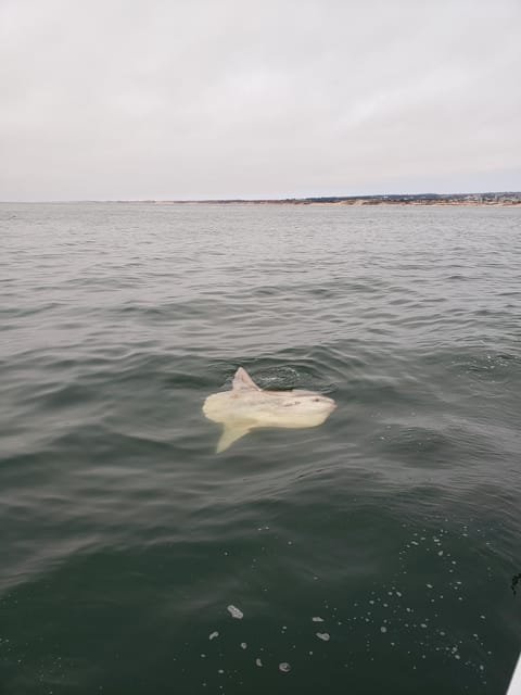 Monterey: Private Whale Watching/Sailing Tour for 6 - Practical planning for the morning