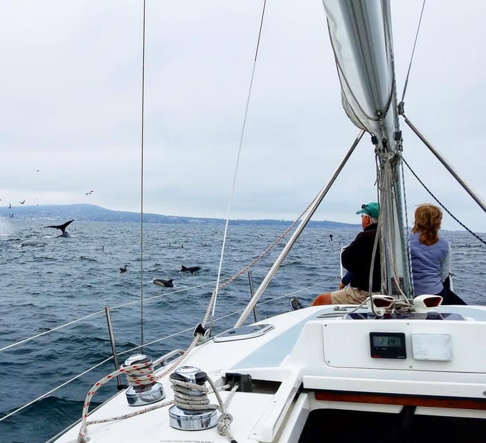 Monterey: Private Whale Watching/Sailing Tour for 6 - Dolphins, sea lions, otters, and the small details
