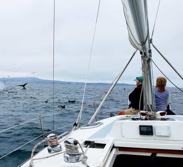 Monterey: Private Whale Watching/Sailing Tour for 6 - Captains Tiki and Kiwi