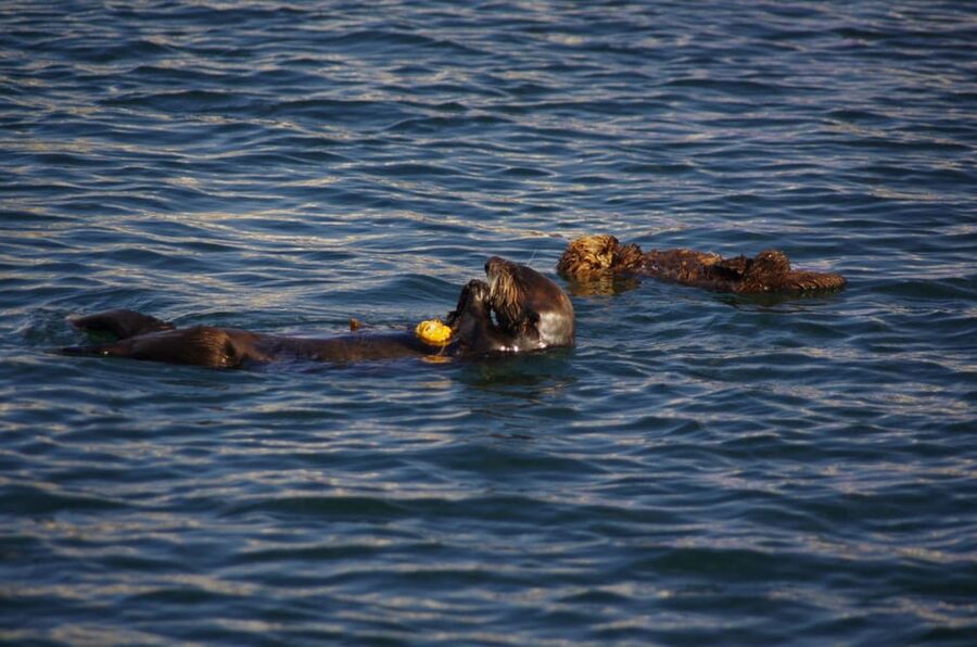 Monterey: Private Whale Watching/Sailing Tour for 6 - Who will get the most from this tour