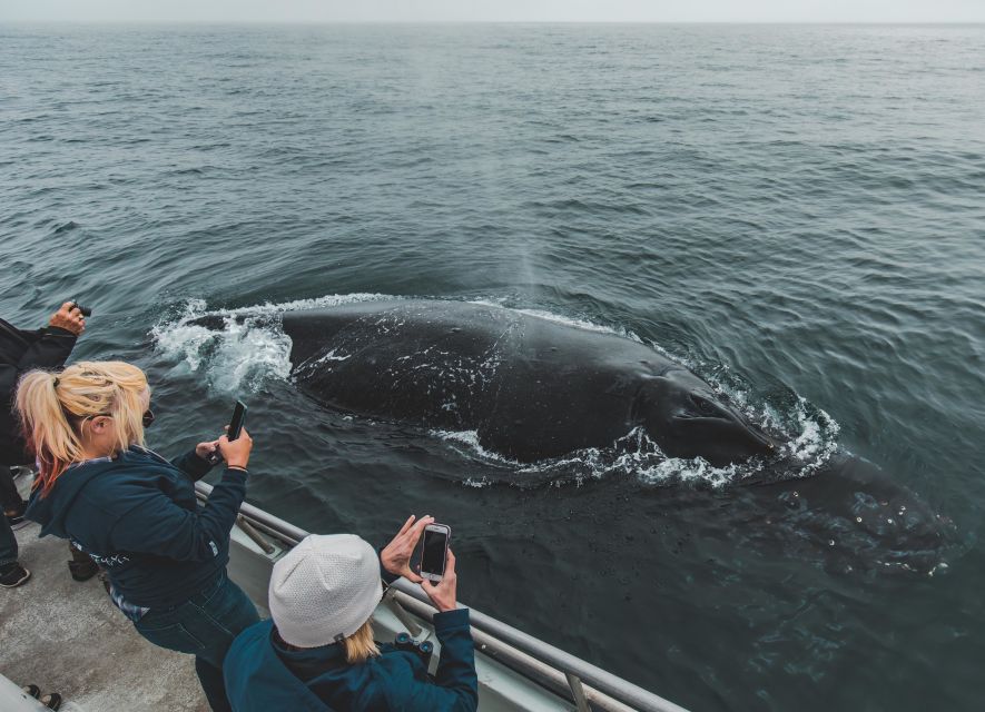 Monterey: Sunset Whale Watching Cruise with A Guide - Five things to know before you book
